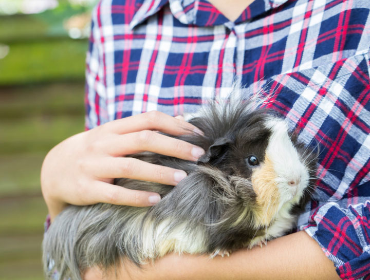 Berwick Small Animal Veterinarian